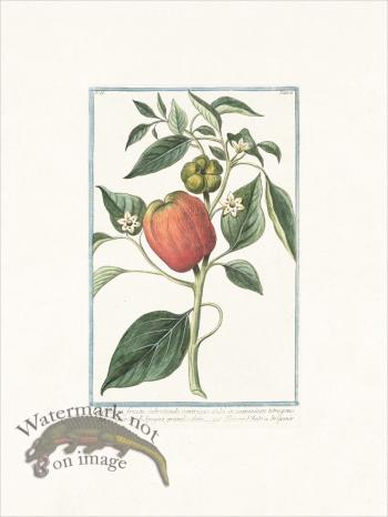 Bonelli 166 Capsicum fructu